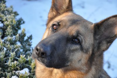 New Study Says Dogs Count Numbers Just Like We Do