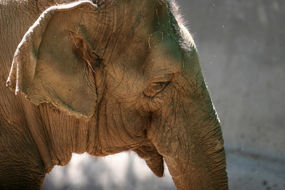 Devastated Elephants Mourn Herd Member Electrocuted to Death