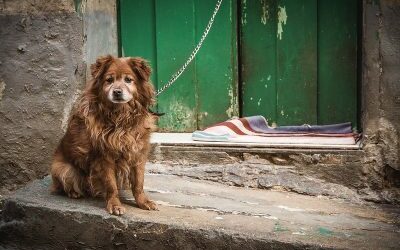 5 Reasons Everyone Should Care About Animal Abuse